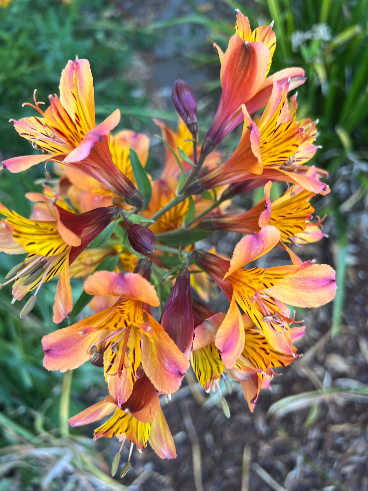 Alstroemeria - Peruvian Lily - Salmon/Gold