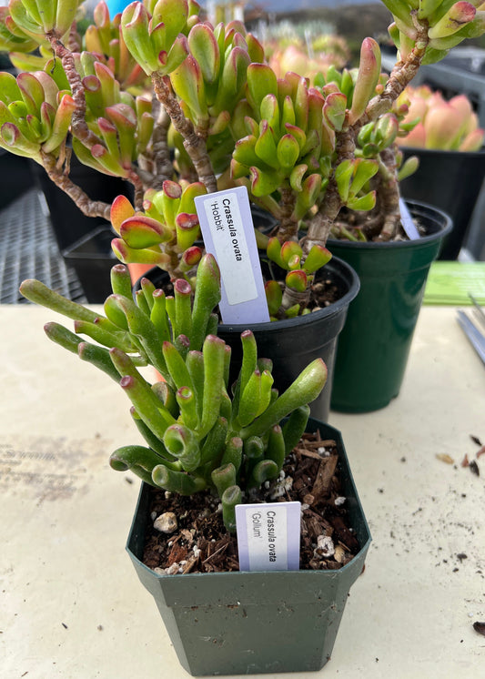 Crassula ovata - 'Gollum'