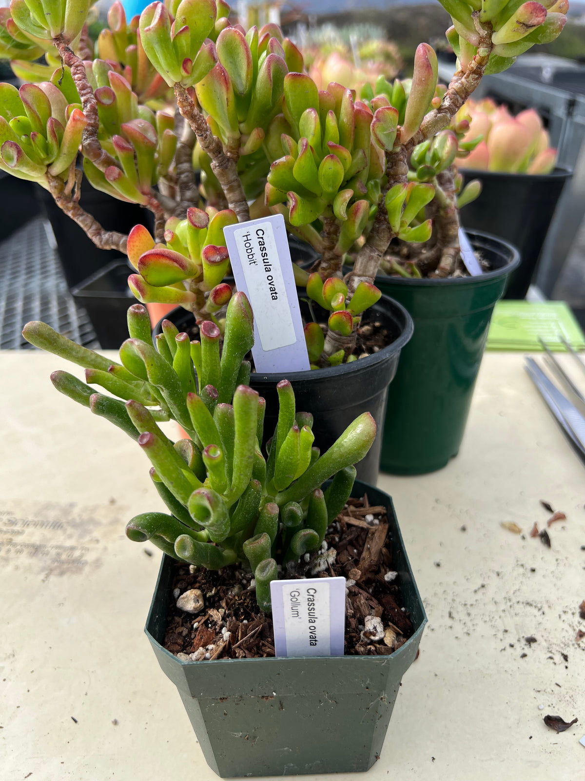 Crassula ovata - 'Hobbit'