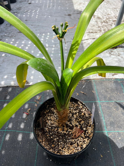 Clivia miniata - Reddish-orange