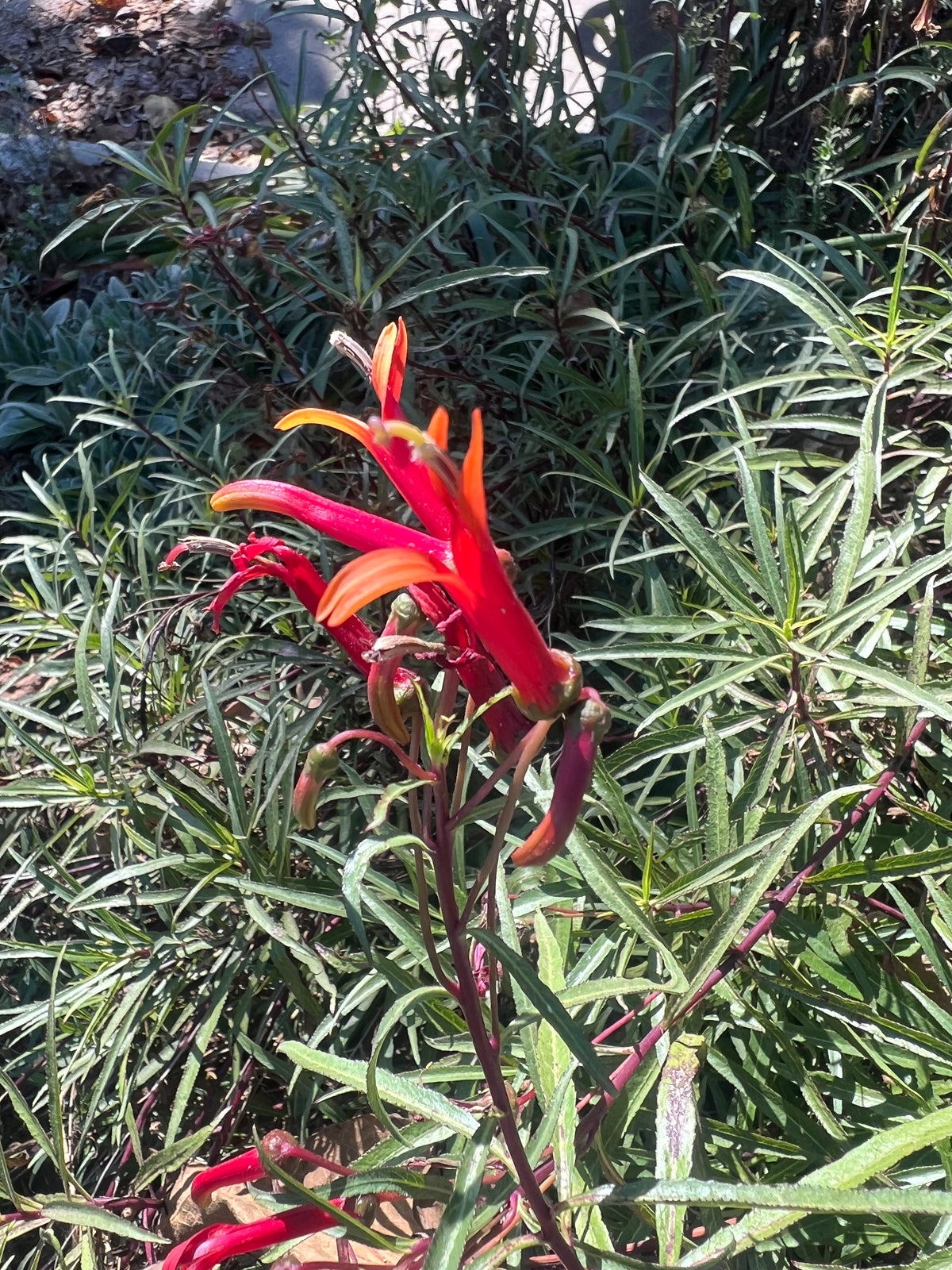 Lobelia laxiflora - 'Mexican Cardinal Flower'