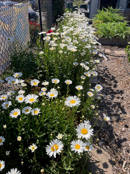 Leucanthemum x superbum - Shasta Daisy