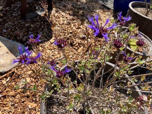 Salvia clevelandii 'Winifred Gilman'