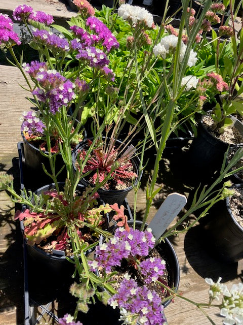 Limonium sinuatum - Statice