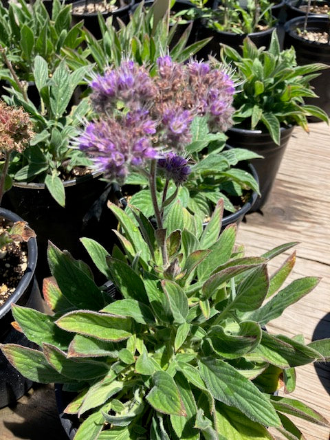 Phacelia californica - Rock Phacelia