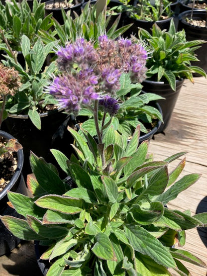 Phacelia californica - Rock Phacelia