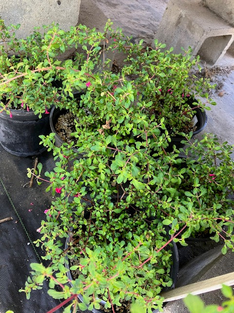 Fuchsia encliandra - Lottie Hobbie