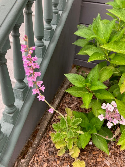 Francoa ramosa - Bridal Wreath