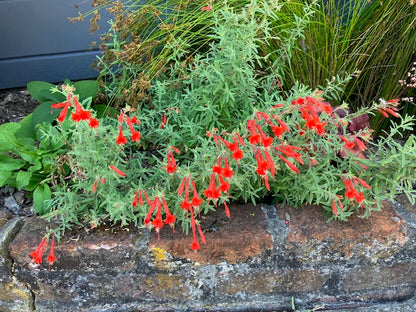 Epilobium canum - Everett's Choice California Fuchsia