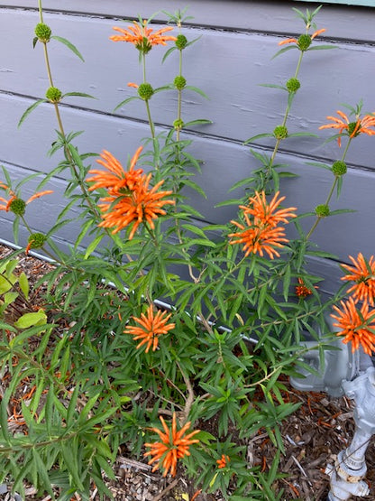 Leonotis leonarus - Lion's Tail