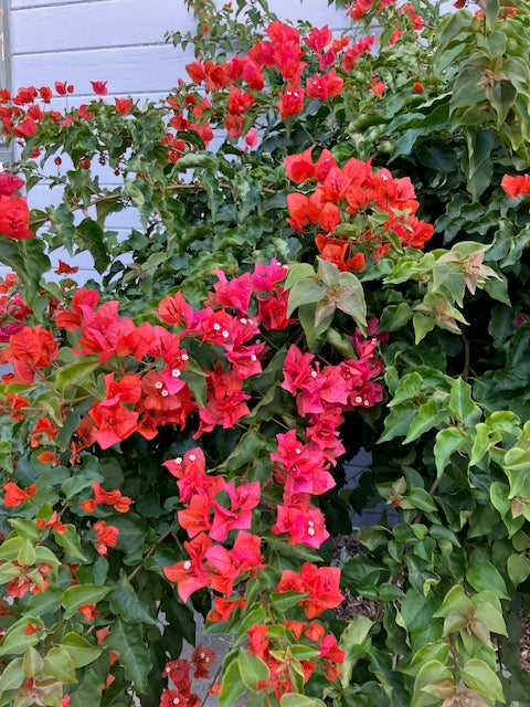 Bougainvillea spectabilis 'Flame'