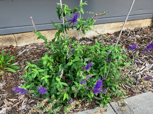 Salvia superba - Violet Queen