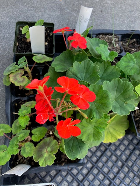 Pelargonium zonale (dwarf) - Horseshoe Geranium, red