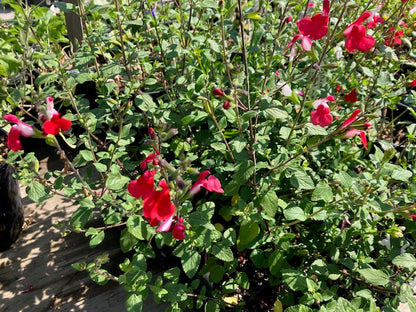 Salvia microphylla 'Hot Lips'