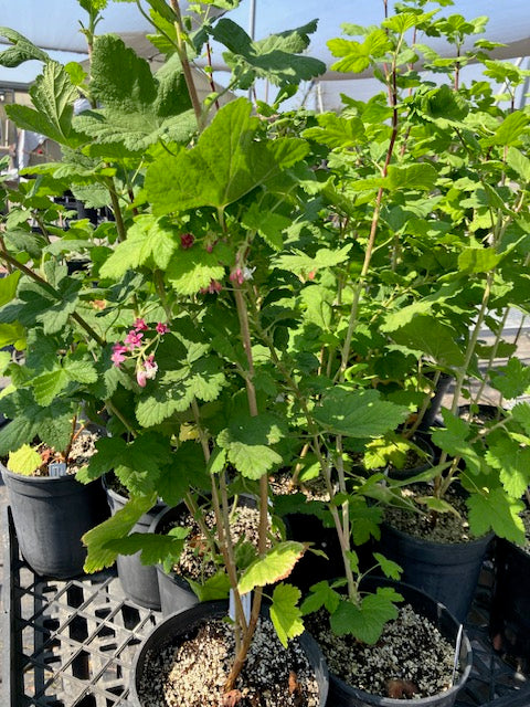 Ribes sanguineum glutinosum - Pink Flowering Currant - UC Master Gardeners of Monterey and Santa Cruz Counties