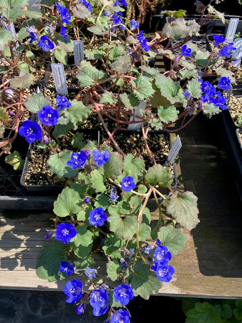 Phacelia campanularia - California Bluebells