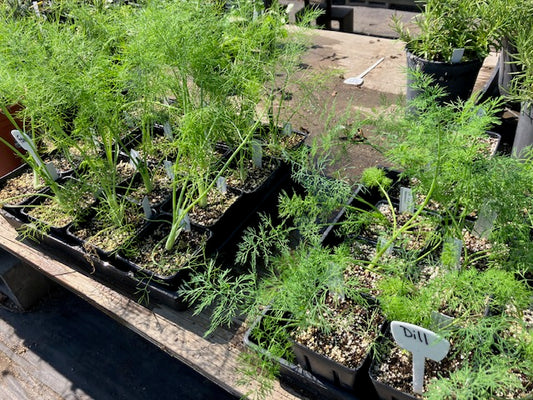 Anethum graveolens - Long Island Mammoth Dill