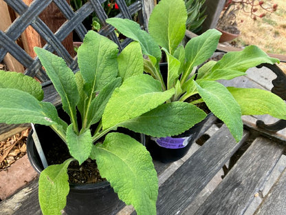 Digitalis purpurea -  Pink Panther Foxglove