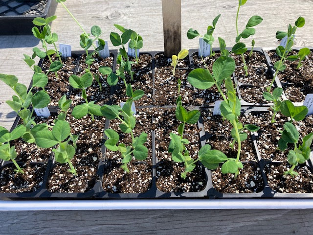 Snow Pea - Oregon Sugar Pod II