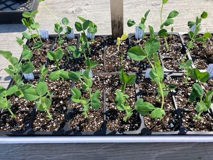 Snow Pea - Oregon Sugar Pod II