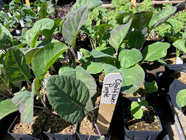 Cauliflower - Purple Crush F1 Heirloom