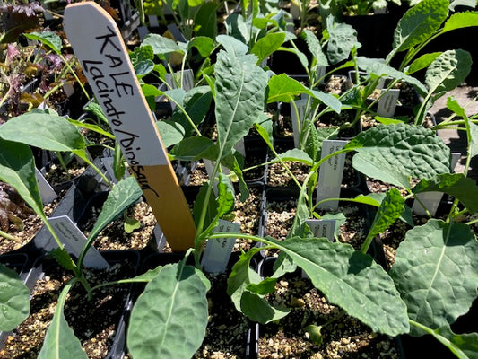 Kale - Lacinato Heirloom