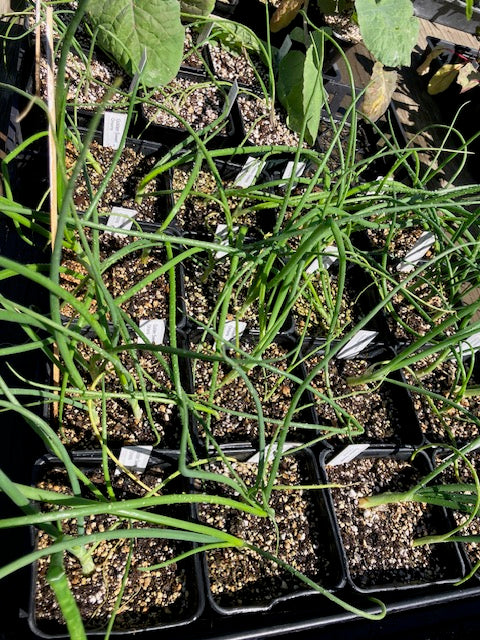 Leeks - 'Striesen' German Leeks