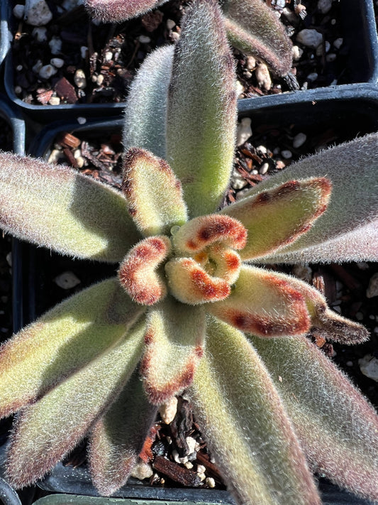 Kalanchoe tomentosa - 'Panda Plant'