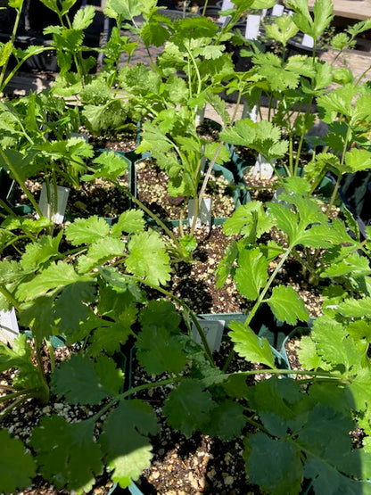 Coriandrum sativum - Cilantro