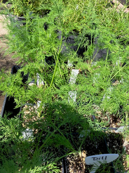 Anethum graveolens - Long Island Mammoth Dill