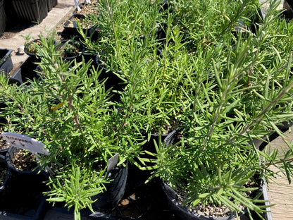 Rosemarinus officinalis-  Rosemary