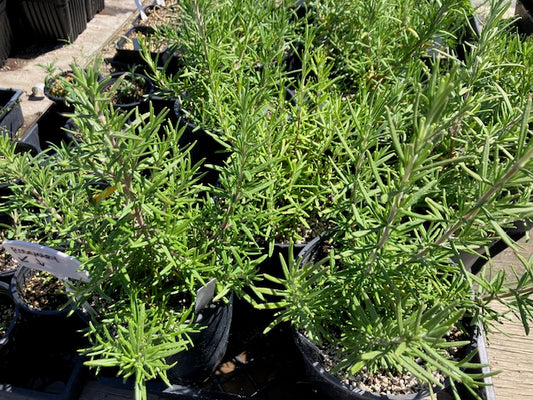 Rosemarinus officinalis-  Rosemary