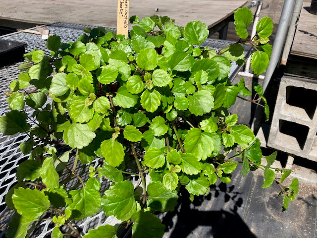Plectranthus australis - Creeping Charlie