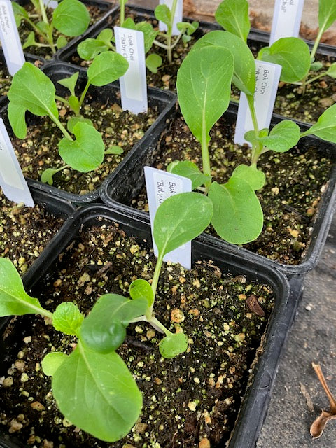 Bok Choy - Baby Choi 'Toy Choi'