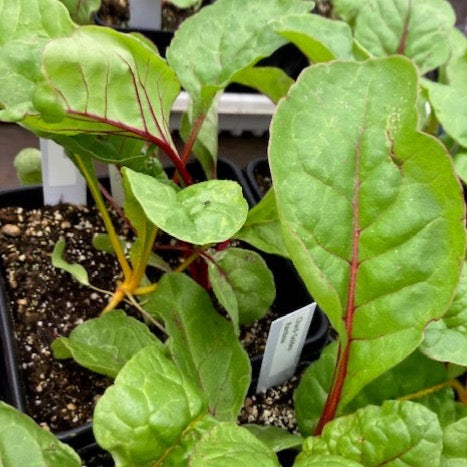 Chard - Garden Rainbow Blend Heirloom Chard