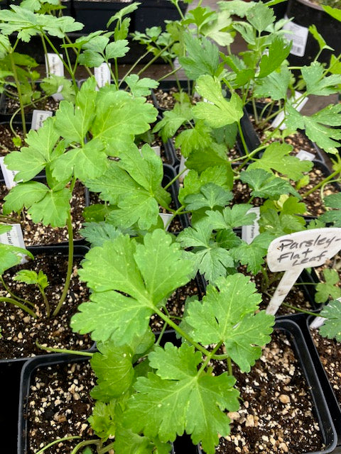 Petroselinum crispum - Flat Leaf Parsley