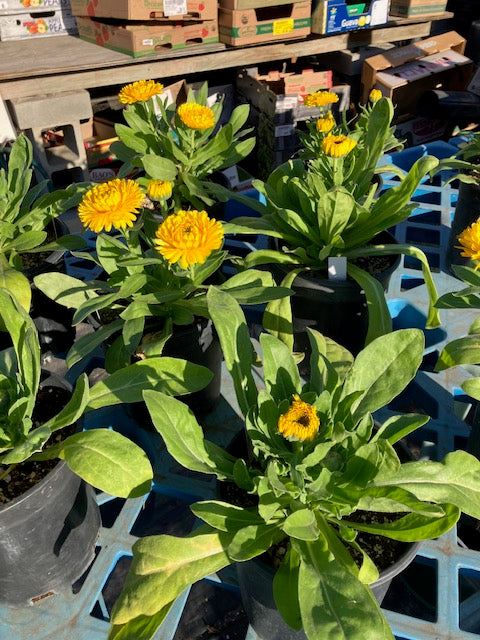 Calendula