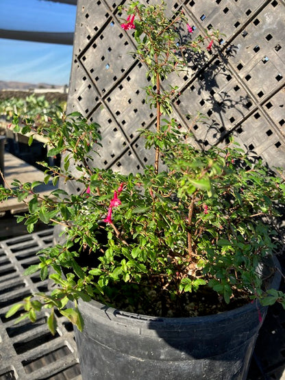 Fuchsia encliandra - Lottie Hobbie