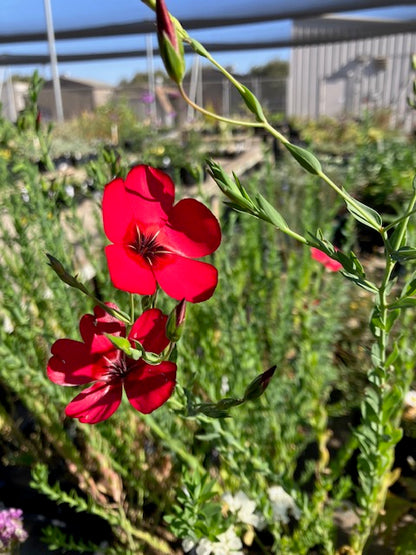 Linum grandiflorum - Scarlet Flax