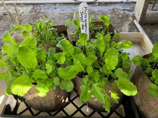 Microgreens: Brassica, Raphanus & Lepidium - "Jazzy Mix" Microgreens
