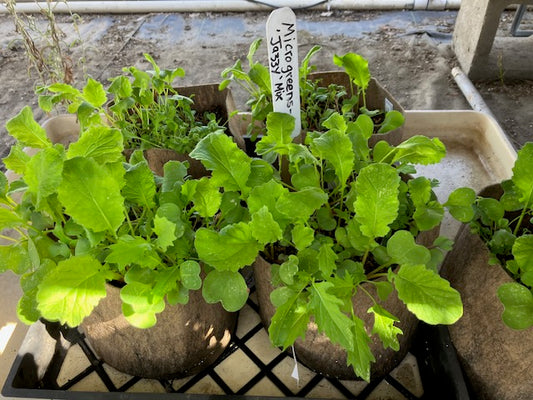 Microgreens: Brassica, Raphanus & Lepidium - "Jazzy Mix" Microgreens