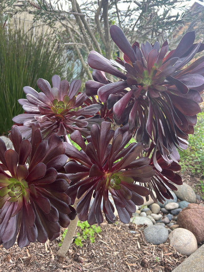 Aeonium 'Zwartkop' - Black Rose Aeonium