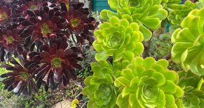 Aeonium 'Zwartkop' - Black Rose Aeonium