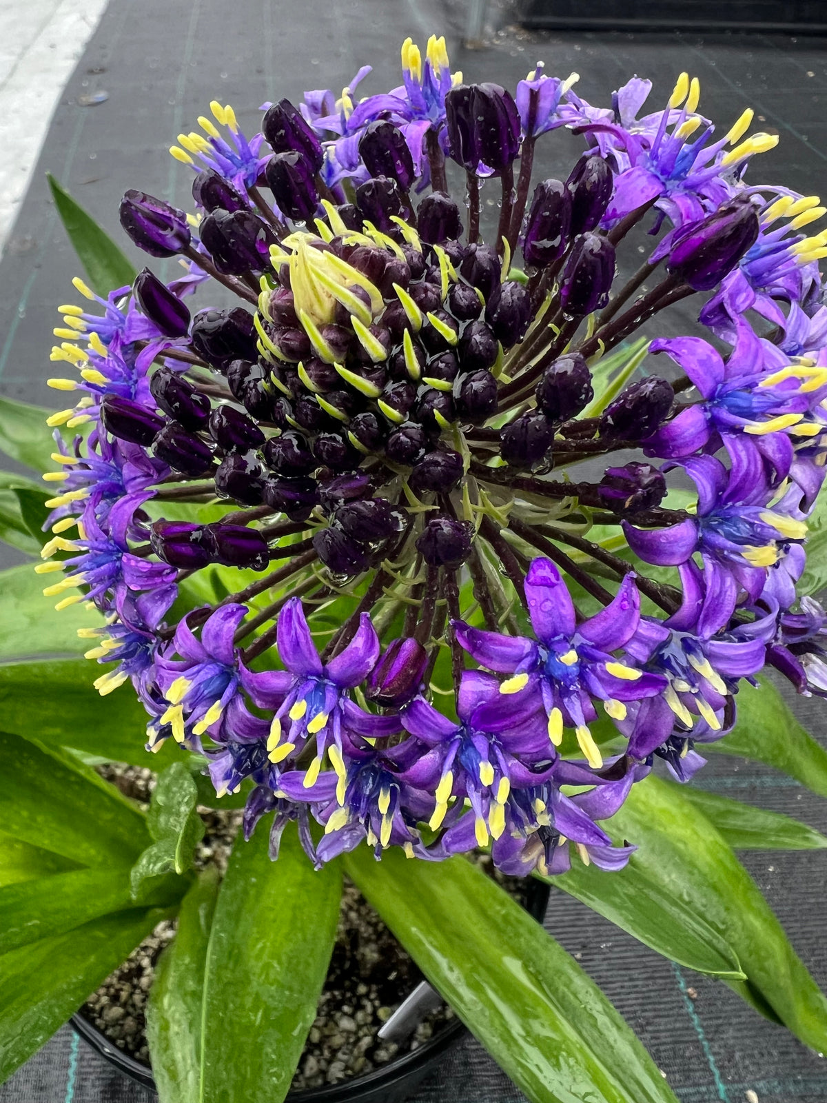 Scilla peruviana - Giant Squill