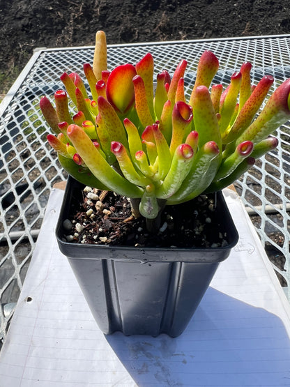 Crassula ovata - 'Gollum'
