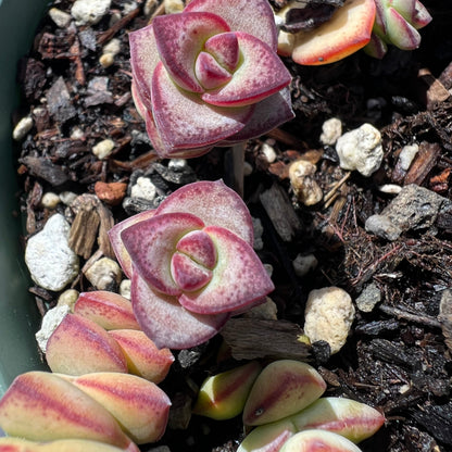 Crassula perforata - String of Buttons