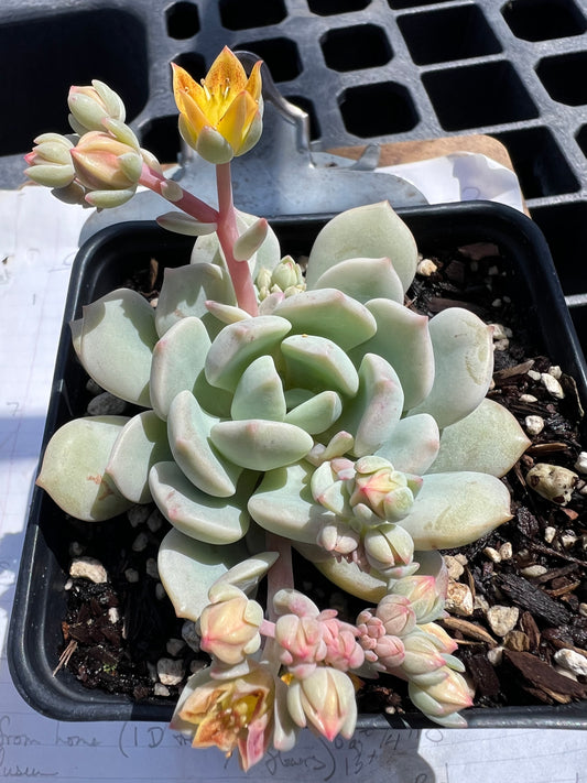 Echeveria (prolifica?) - 'Mexican Hens & Chicks'