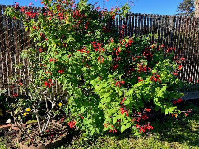 Salvia roemeriana - Cedar Sage