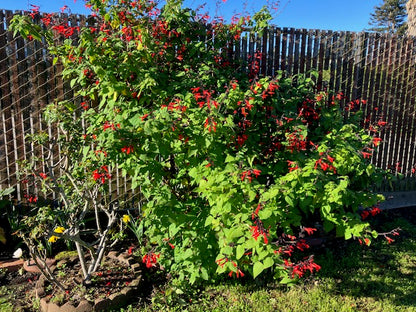 Salvia roemeriana - Cedar Sage