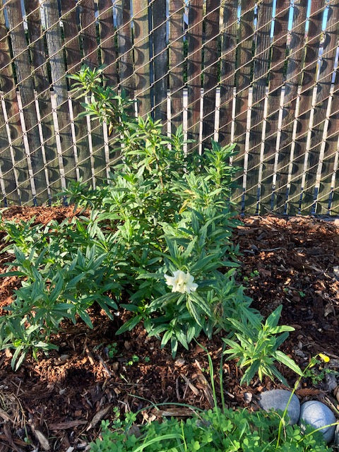 Diplacus osmo- Osmo Monkeyflower (mimulus)